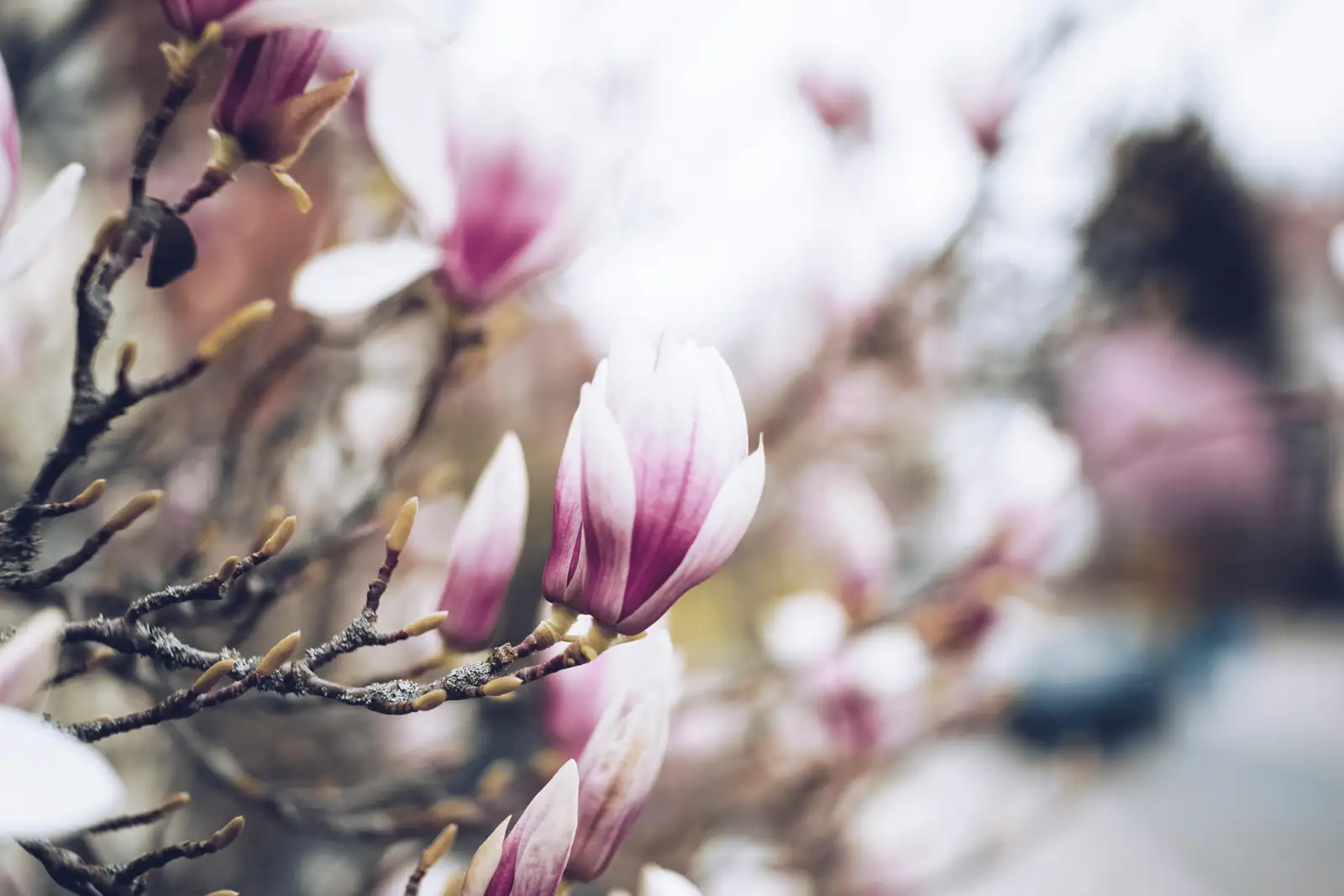 variety of magnolia flower colors