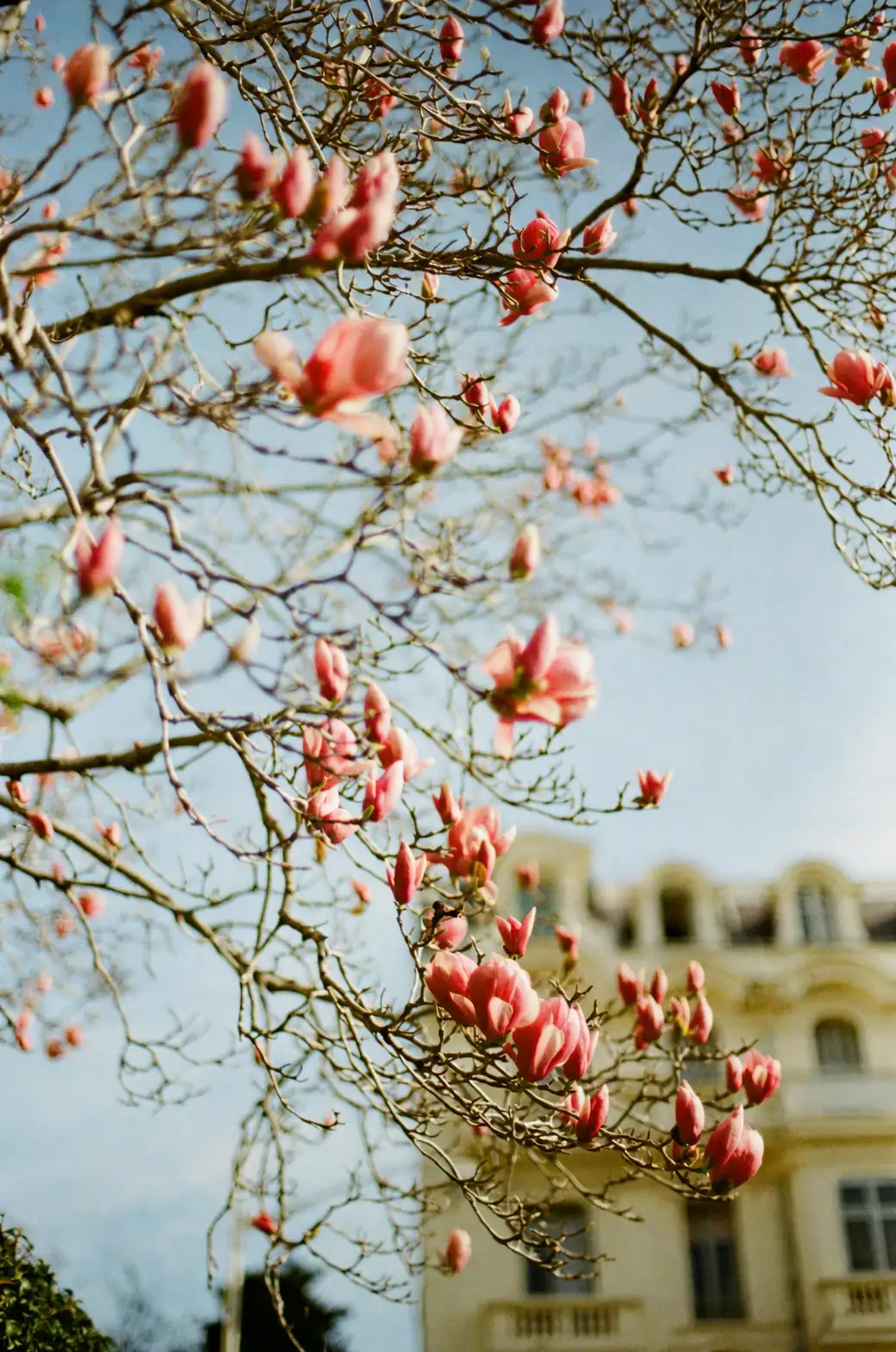magnolia bouquet victorian style