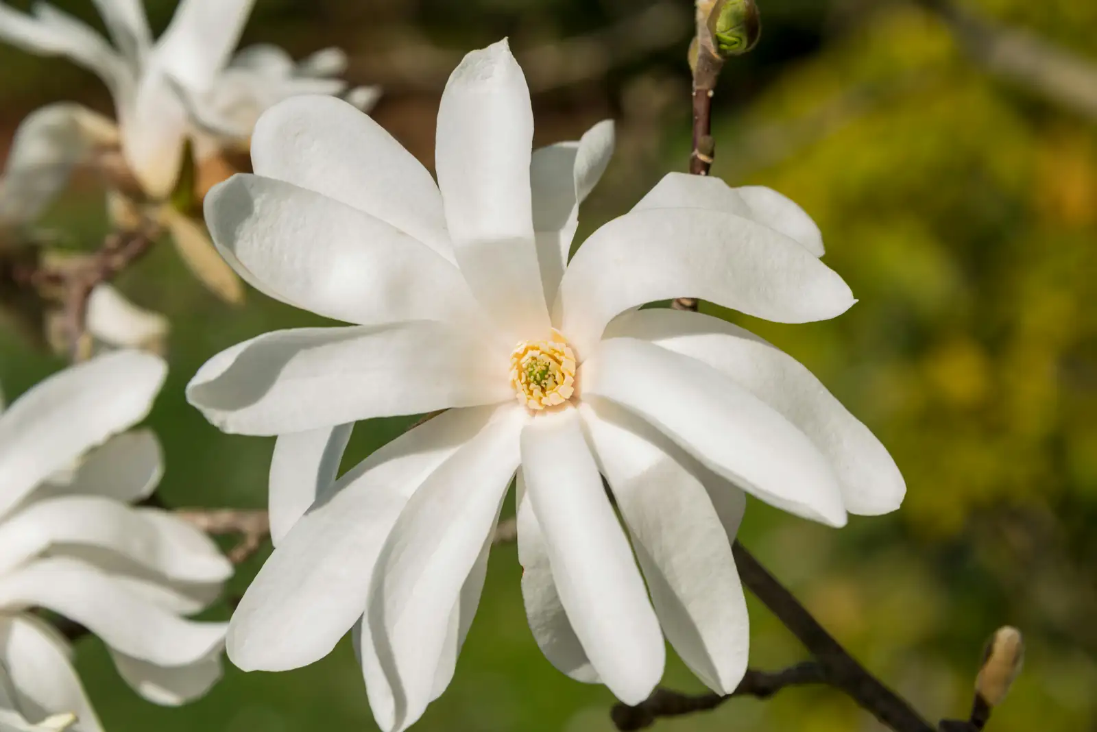 potted star magnolia indoors