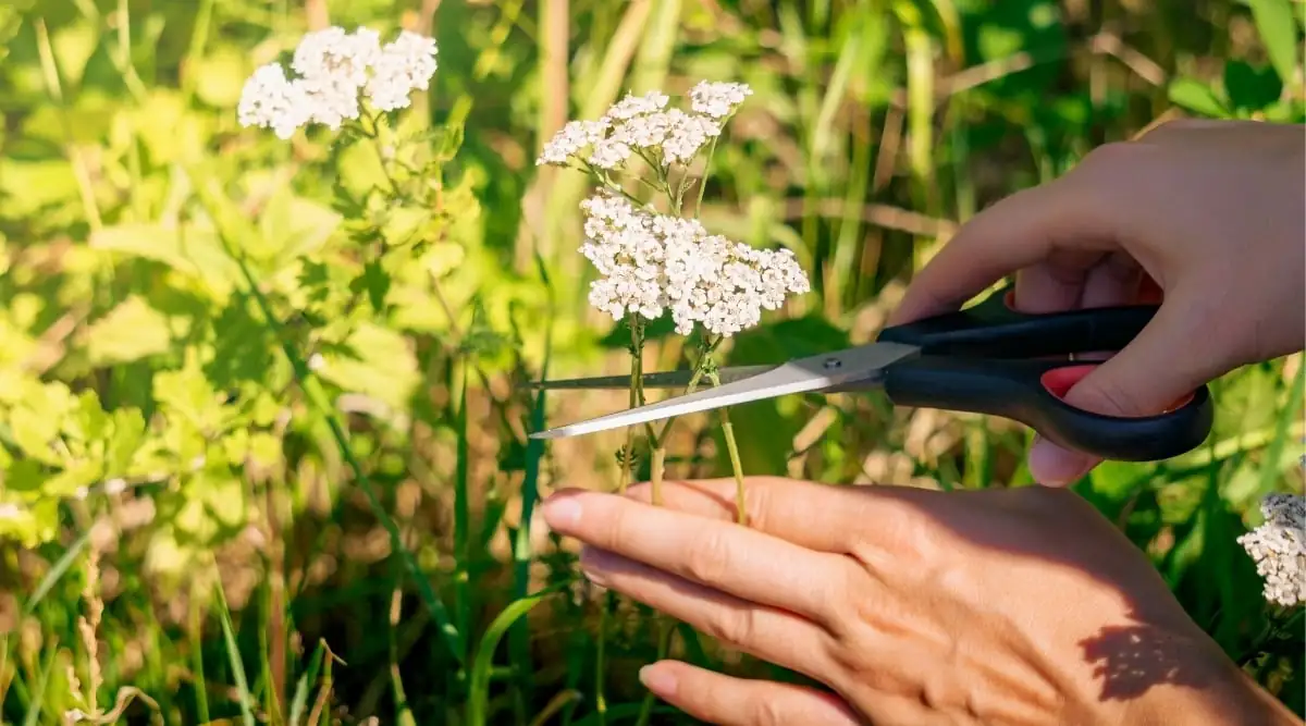 yarrow cuttings preparation