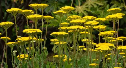 The Perfect Pair: Companion Planting with Yarrow for a Thriving Garden