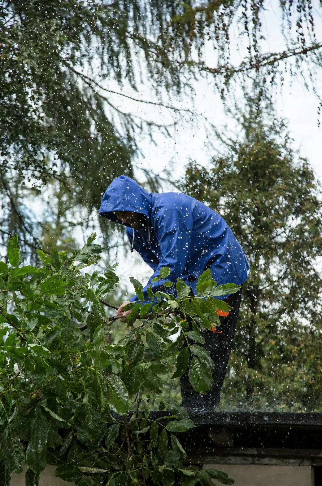 Growing Magnolias: A Propagation Masterclass