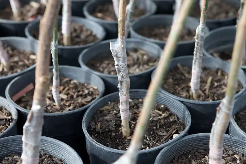magnolia grafting technique