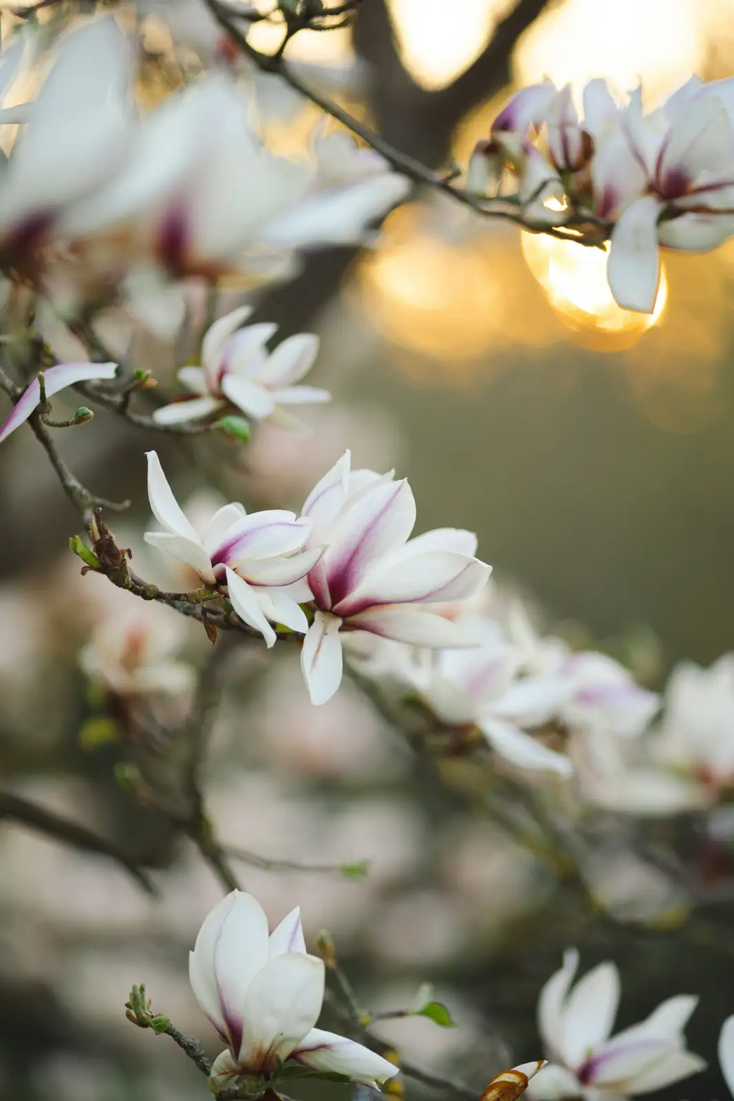 magnolia flowers close-up
