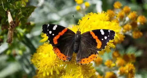 yarrow attracting bees and butterflies