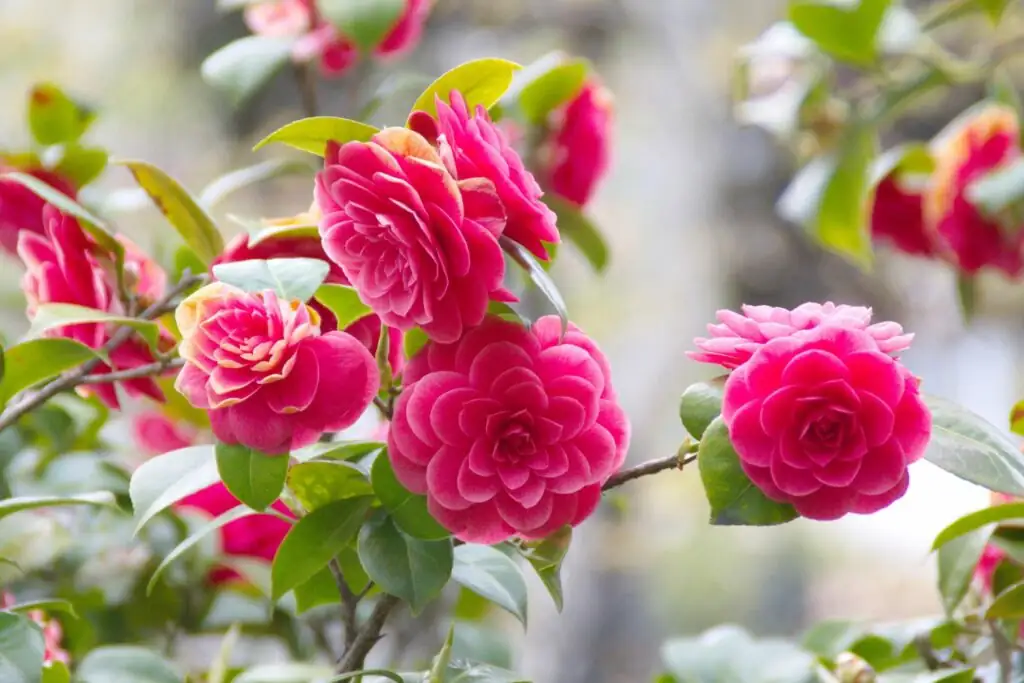 camellia flowers in garden