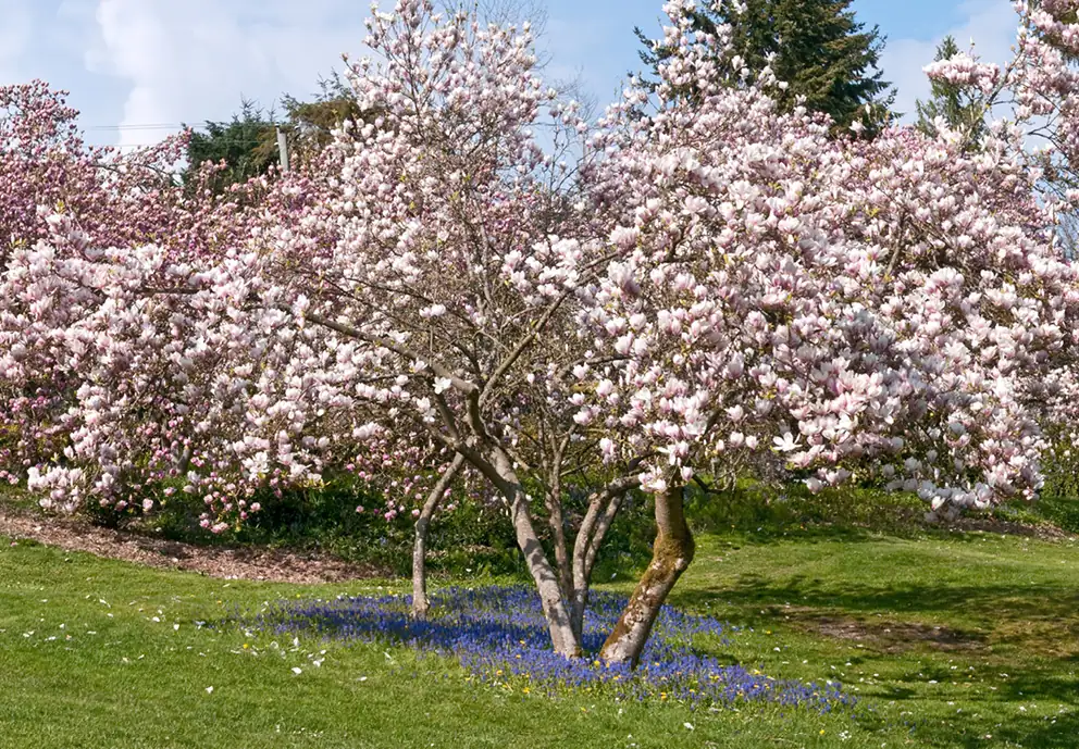 magnolia with companion plants