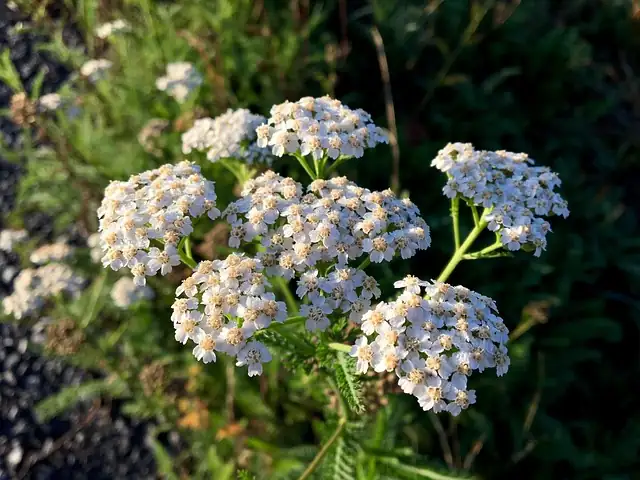 yarrow with aromatic herbs