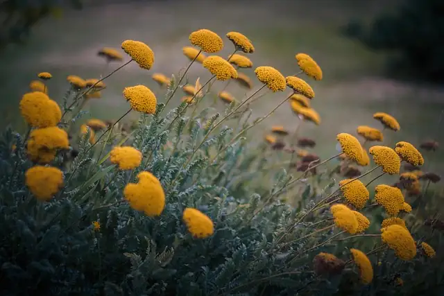 yarrow with coneflowers and sedum