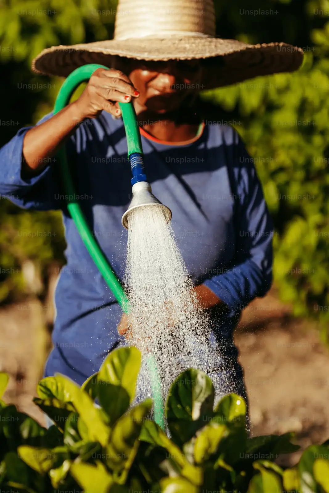 watering Joseph's Coat plant