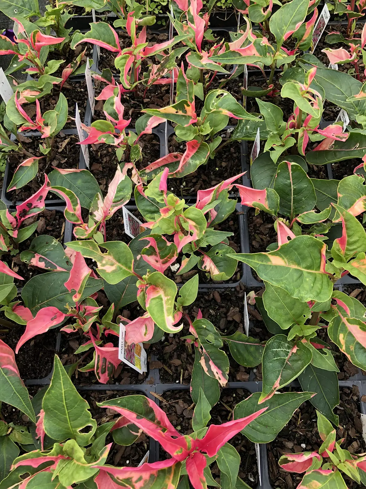 fungal leaf spots on Joseph's Coat