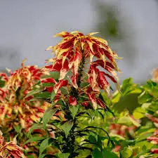 From the Tropics to Your Garden: The Fascinating Journey of Joseph’s Coat