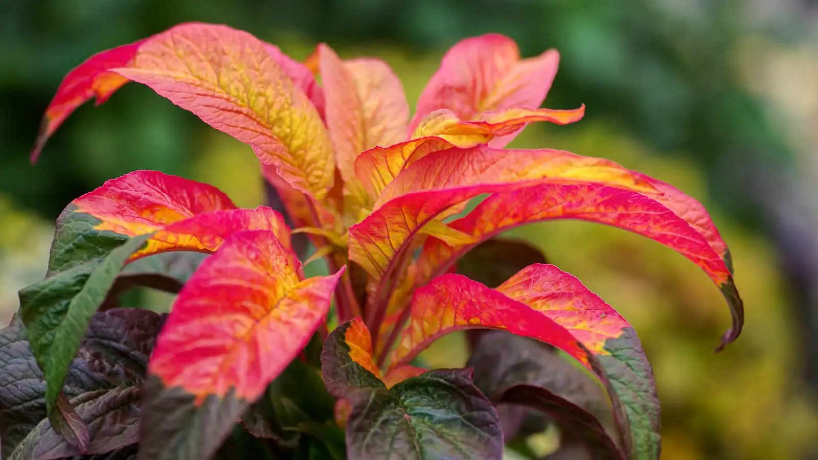 Amaranthus tricolor leaves close-up