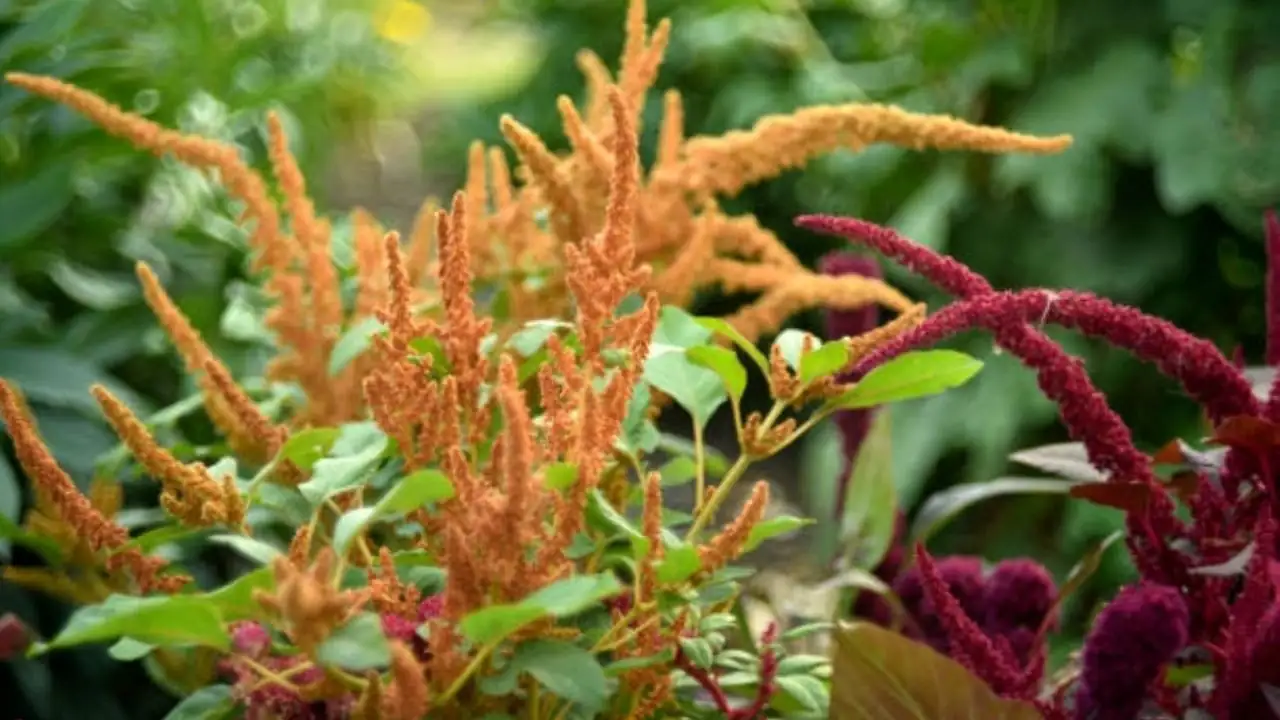 Amaranthus tricolor in garden border