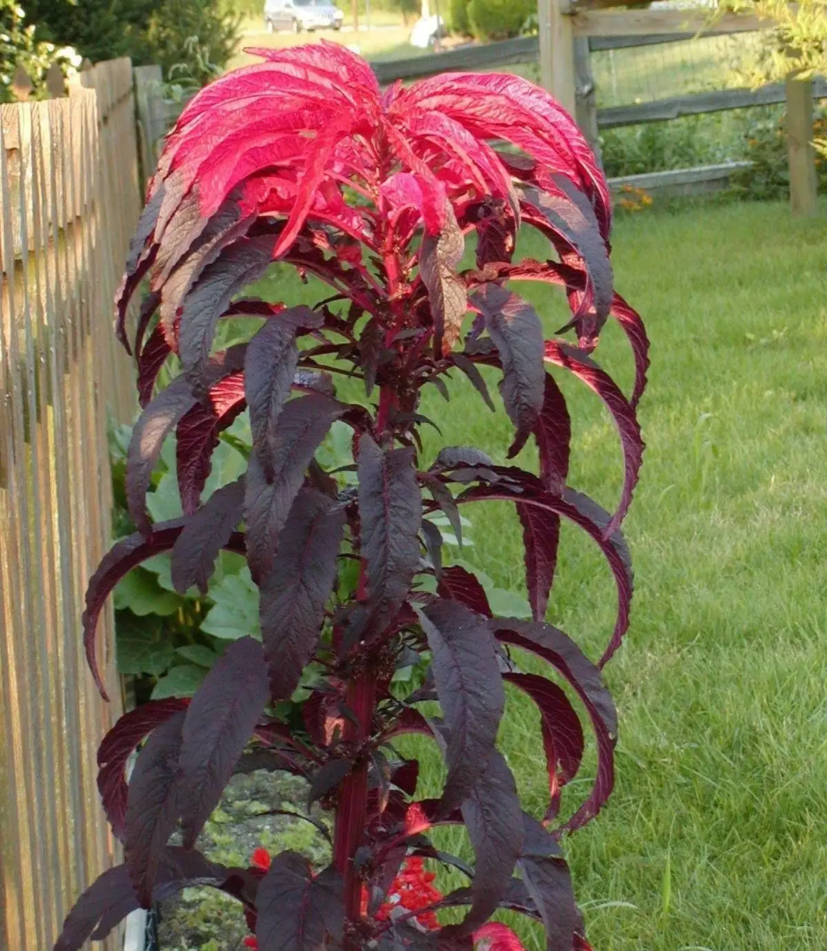 Amaranthus tricolor seeds and flowers