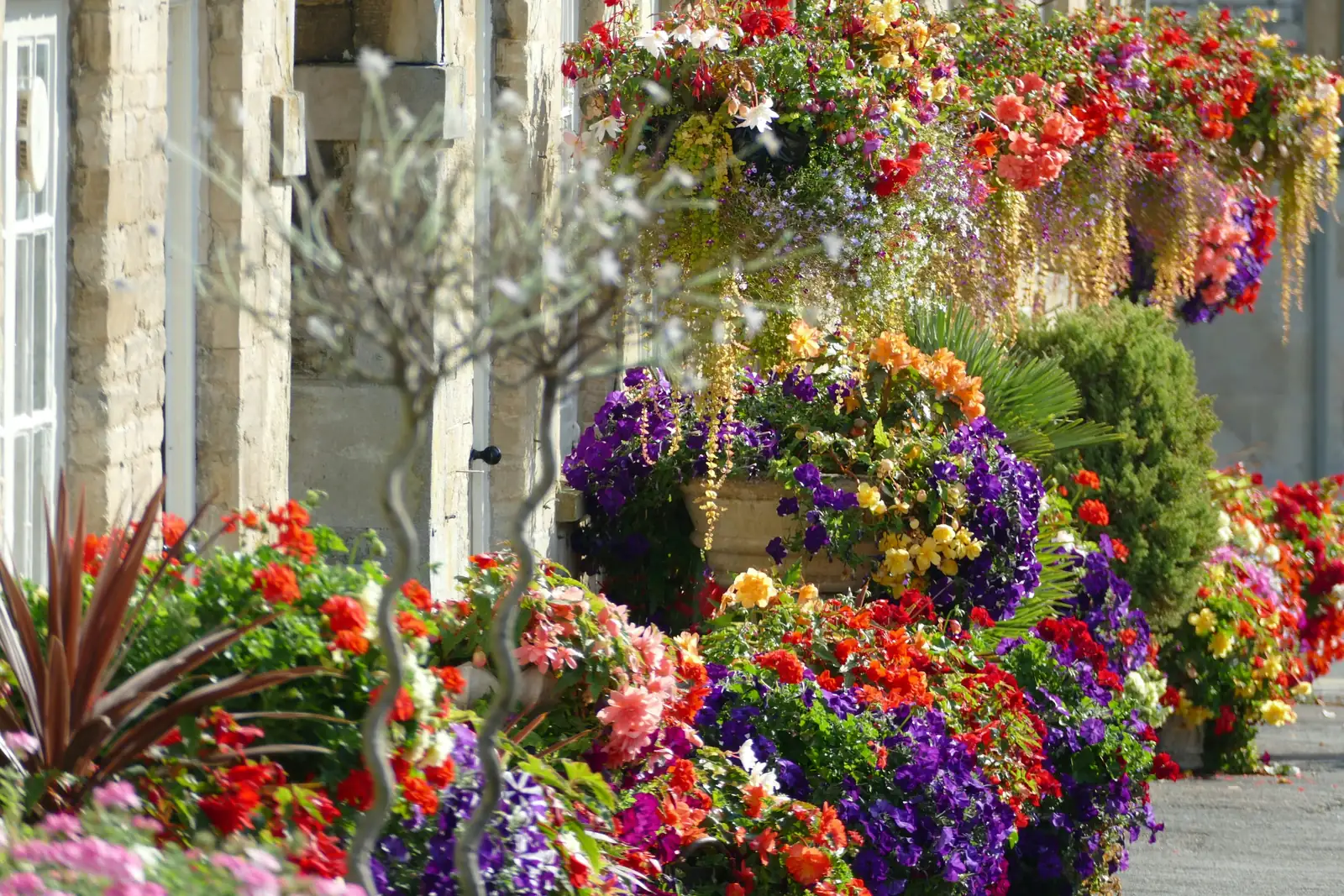 Joseph’s Coat Quirks: Fun Facts about This Colorful Leafy Wonder