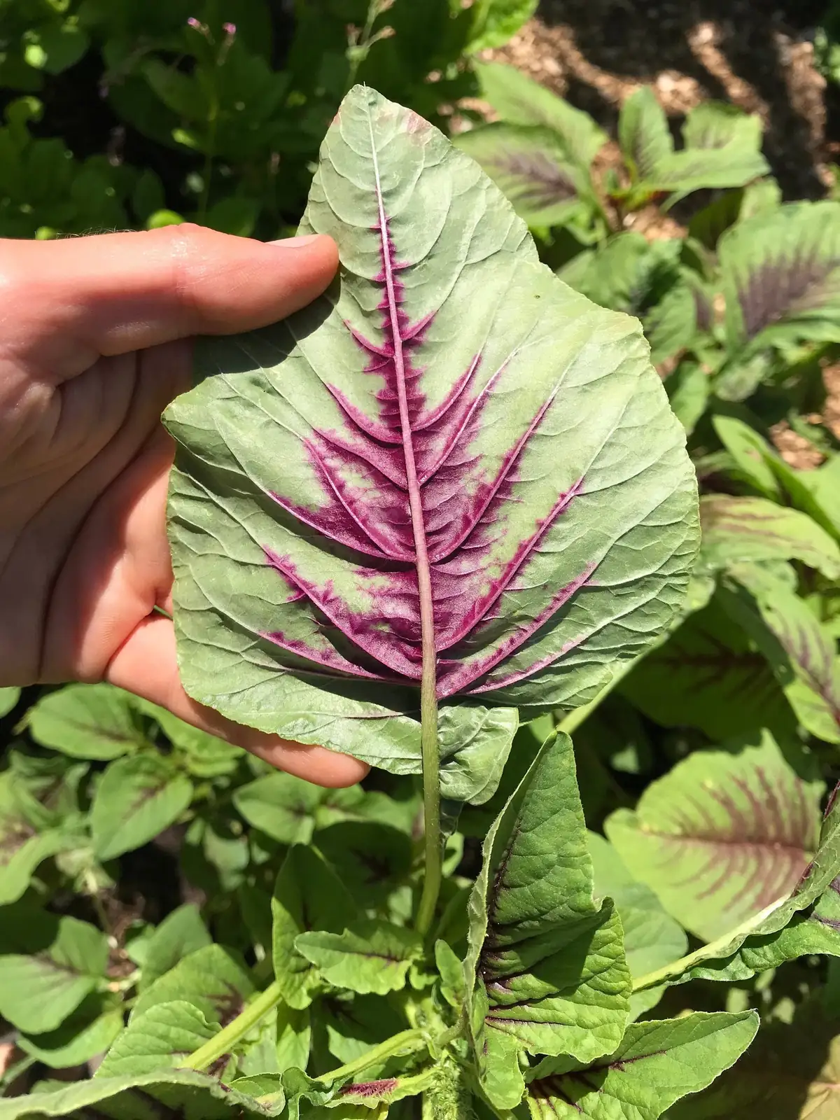 Amaranthus tricolor leaf close-up