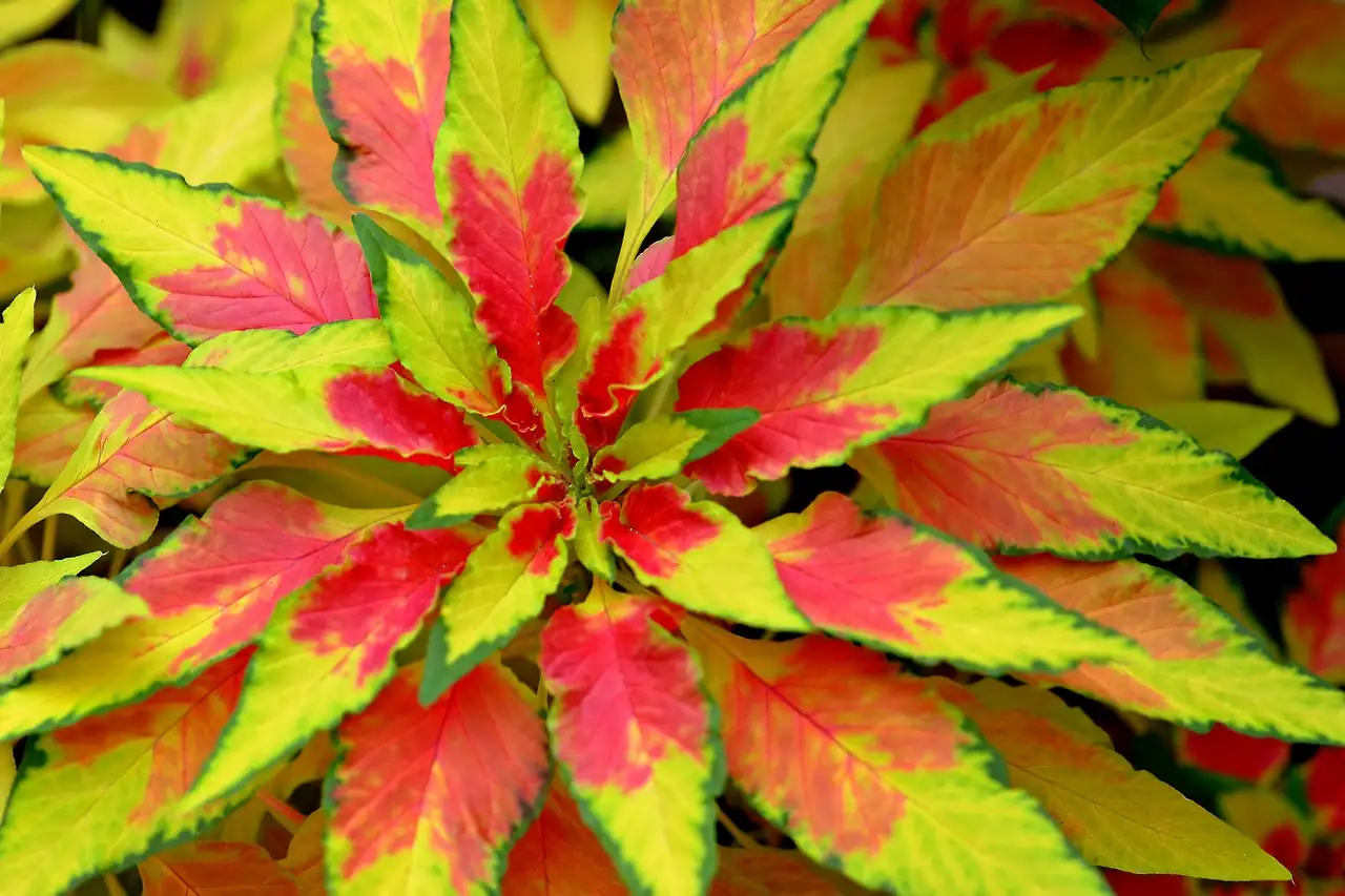 Amaranthus tricolor seeds and birds