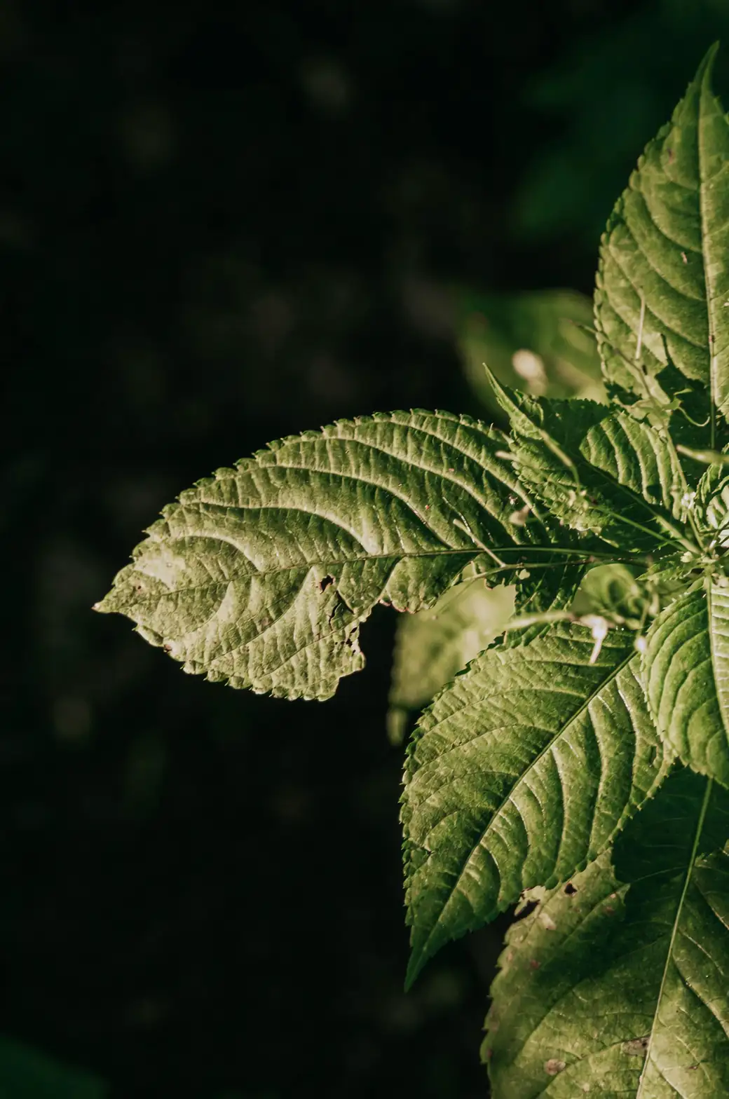 Amaranthus tricolor in sunlight