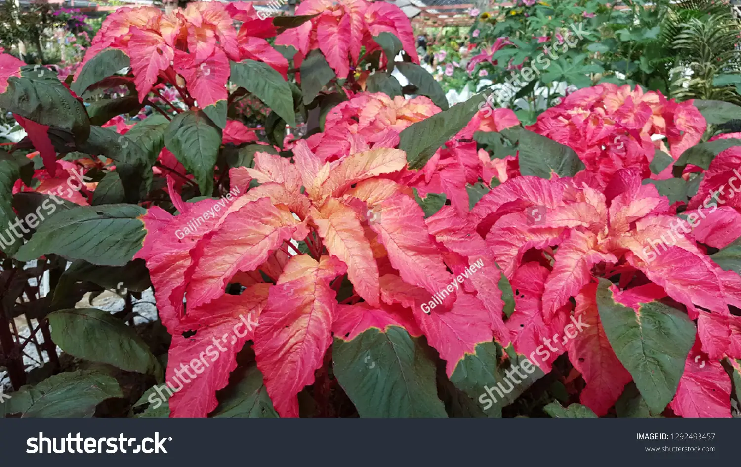 Amaranthus tricolor garden transformation