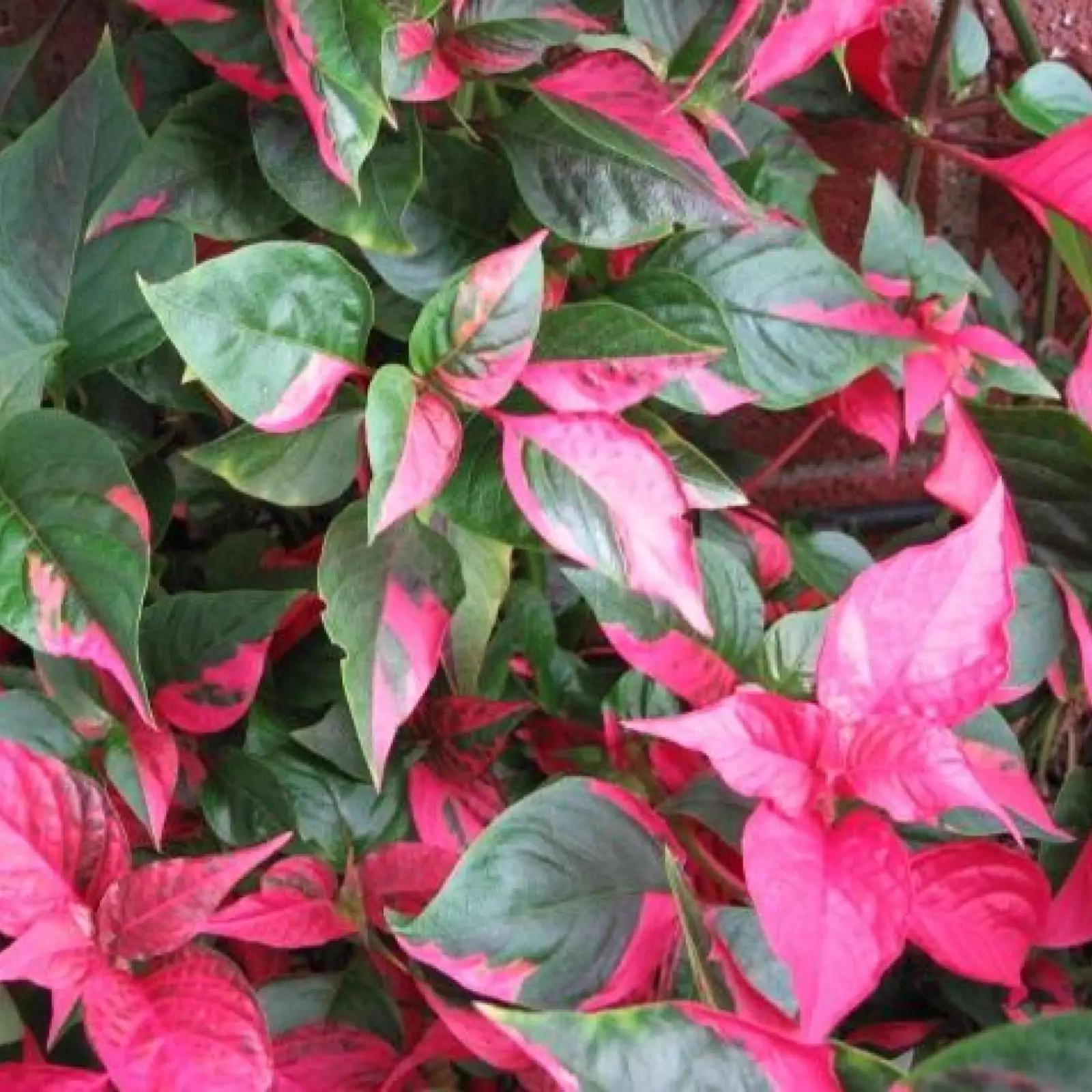 The Language of Leaves: Symbolism and Cultural Meaning of Joseph’s Coat