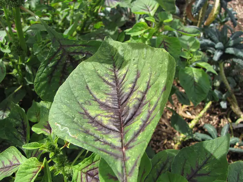 amaranthus tricolor close-up leaves