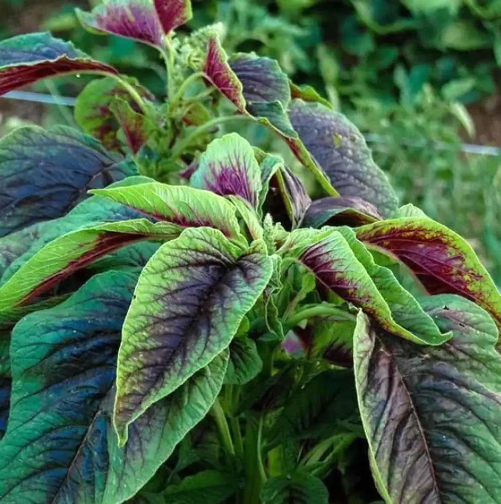 amaranthus tricolor in asian cuisine