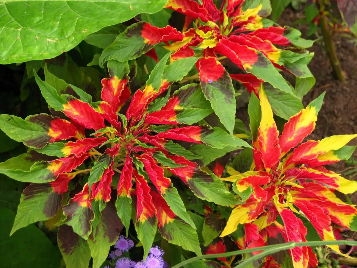 amaranthus tricolor gardening care