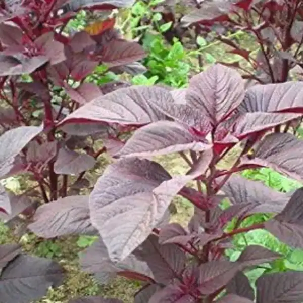 Joseph's Coat as leafy vegetable