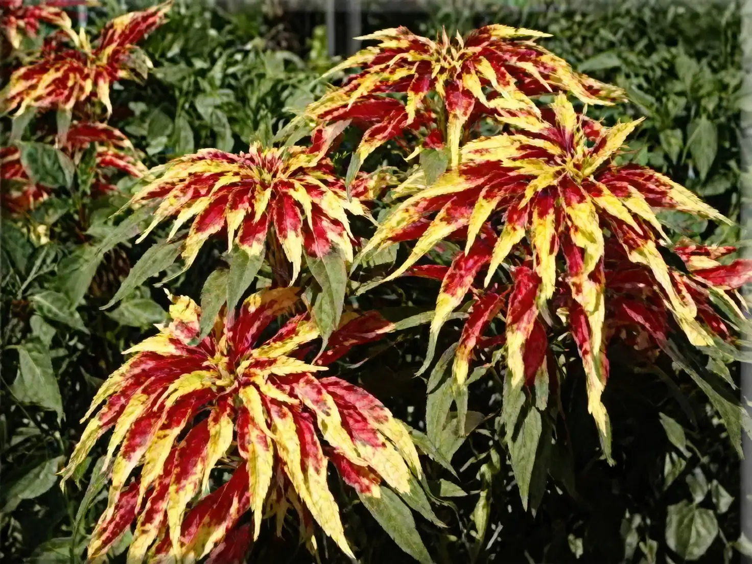 Sow, Grow, Glow: A Propagation Masterclass for Joseph’s Coat