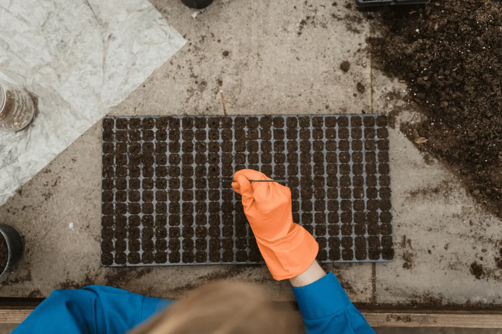 planting Joseph's Coat seeds in tray