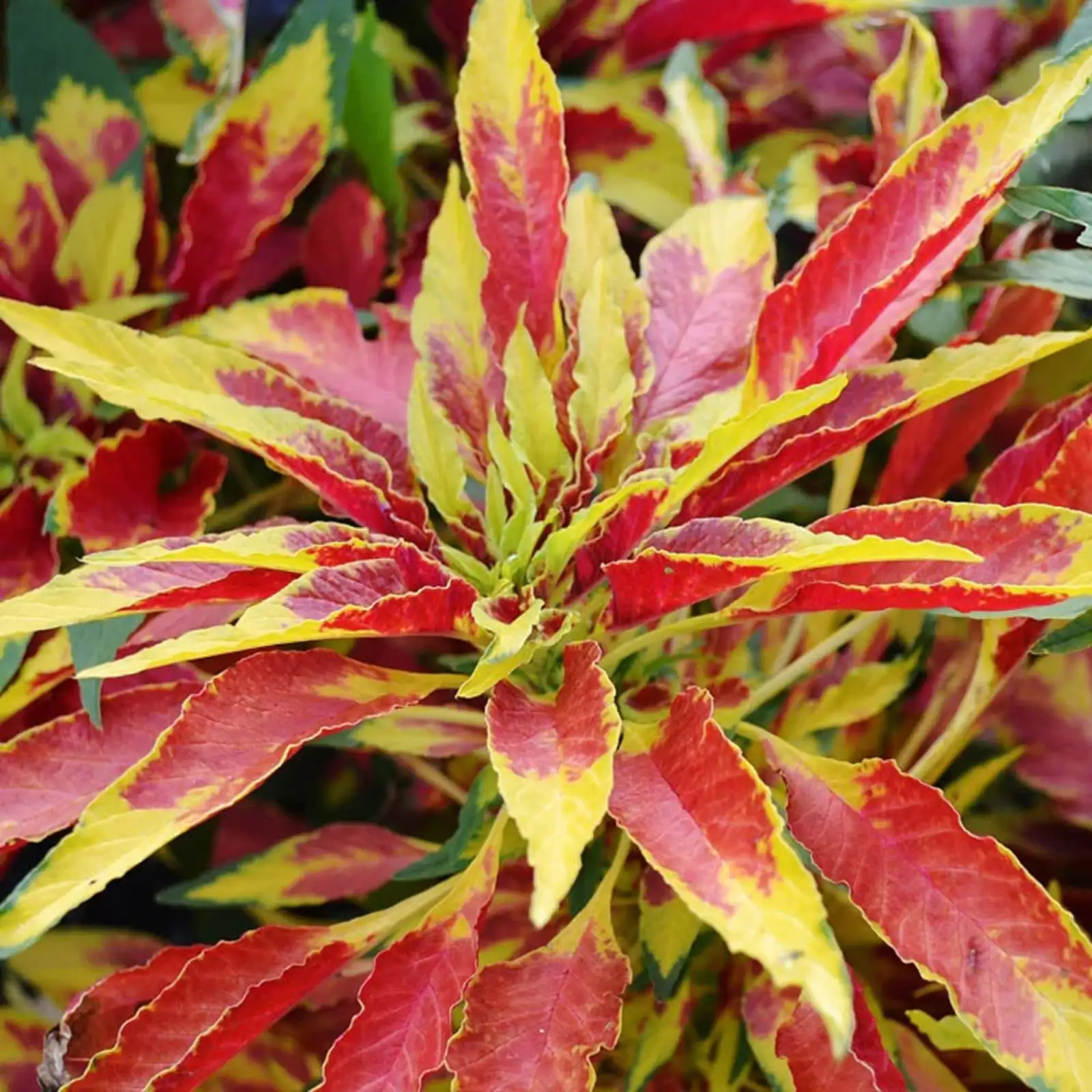 Companion Planting with Joseph’s Coat: Creating Vibrant Garden Harmony
