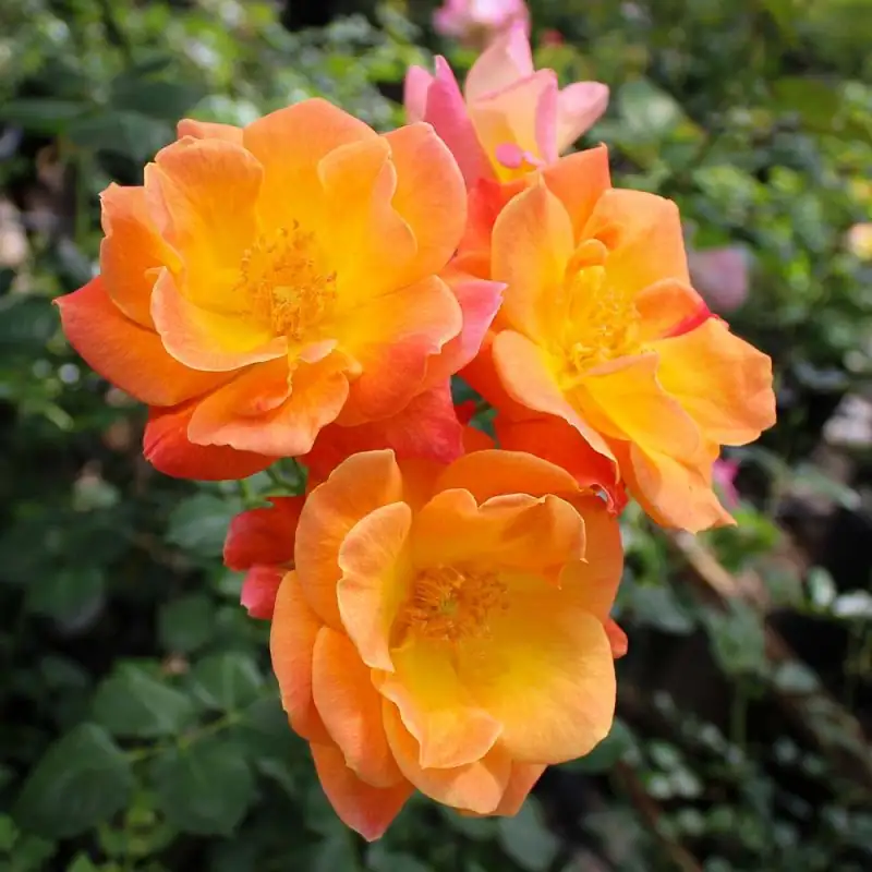 Joseph's Coat in full bloom