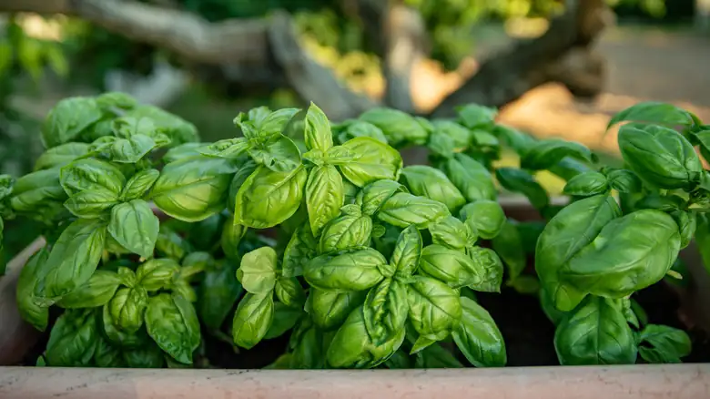 Mastering Basil Care: Secrets of a Thriving ‘King of Herbs’