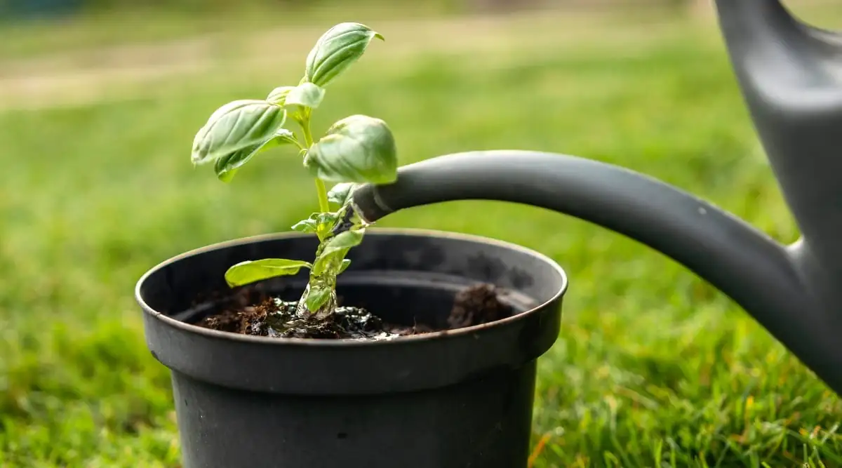 watering basil plant in pot