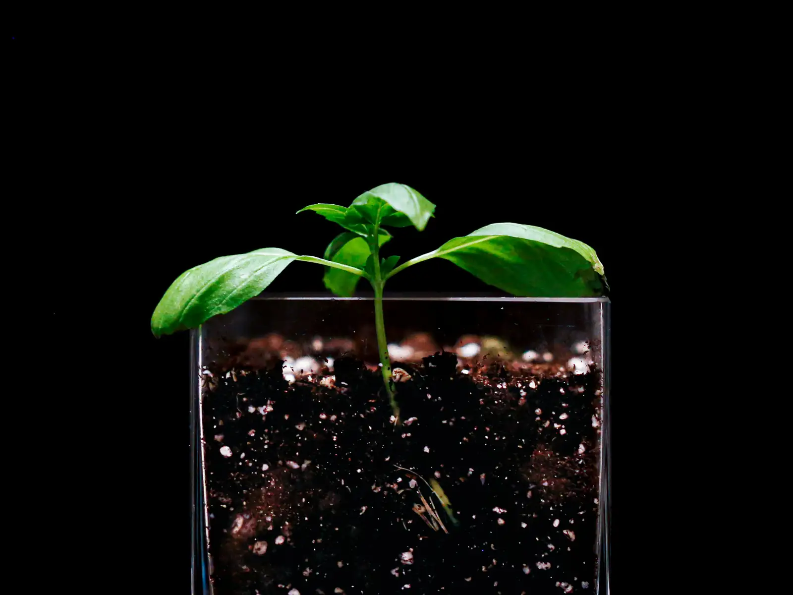 basil plant in nutrient-rich soil