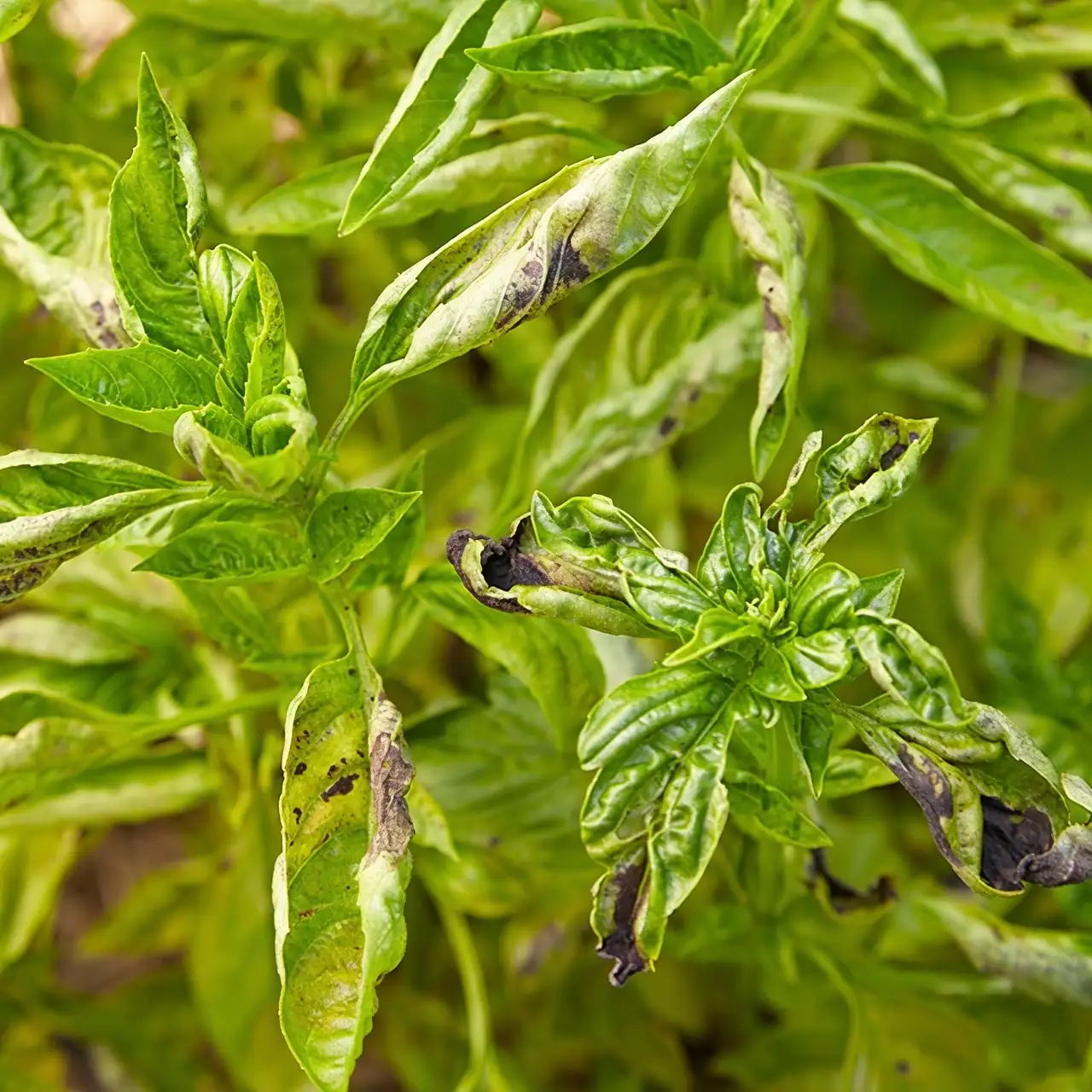 basil downy mildew on leaves