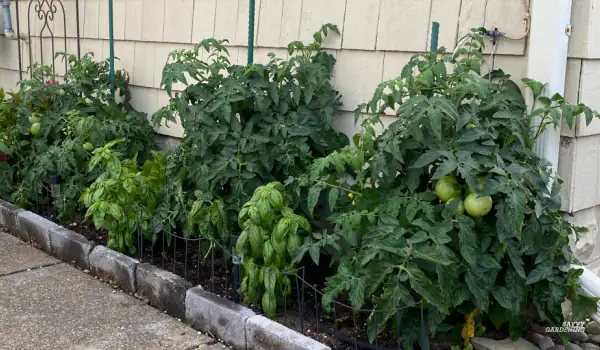 basil companion planting with tomatoes