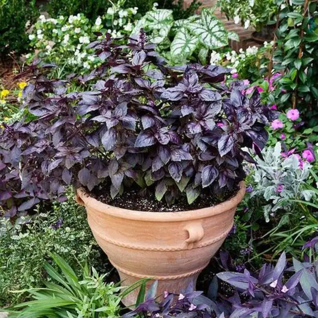 From Ancient Asia to Modern Kitchens: The Journey of Basil