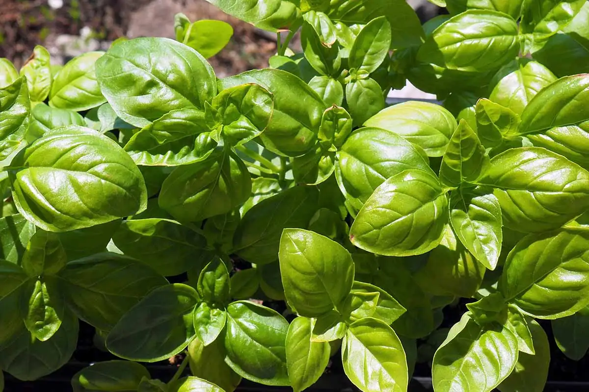 basil plant in sunny garden