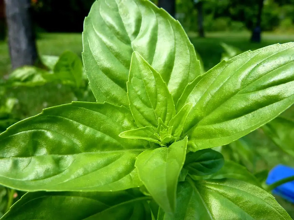 basil plant in Asian garden