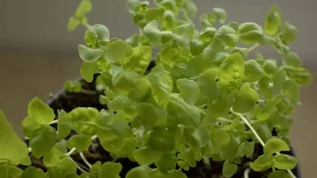 varieties of basil leaves close-up