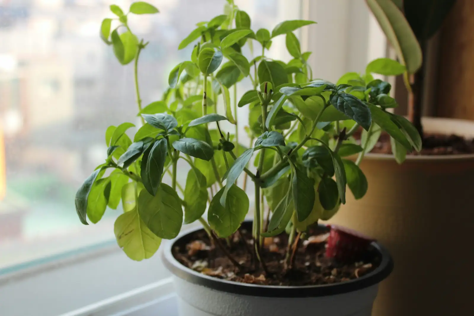 basil on windowsill with sunlight