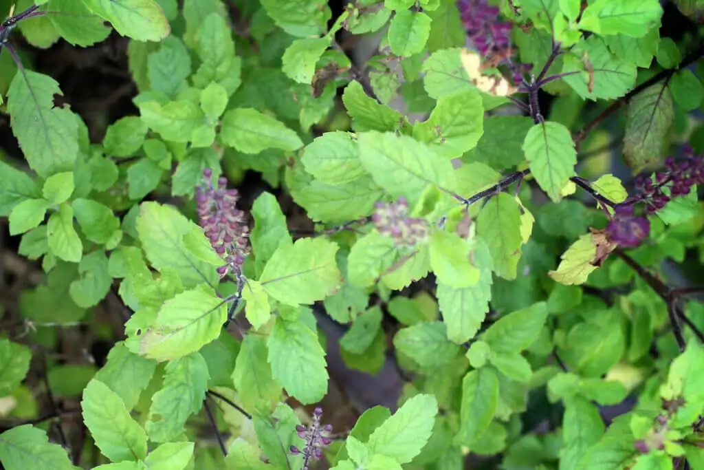 holy basil in Indian courtyard