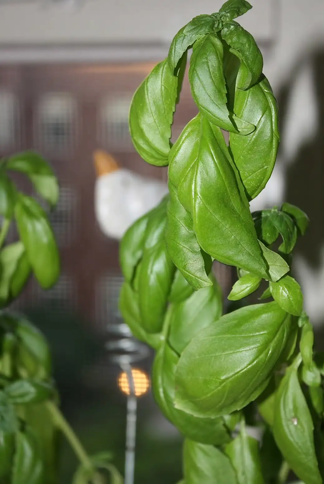 Interior Gardens: How Basil Brightens Your Home Space