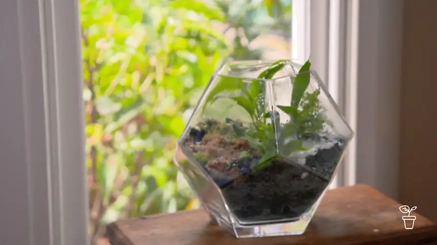 basil in glass terrarium