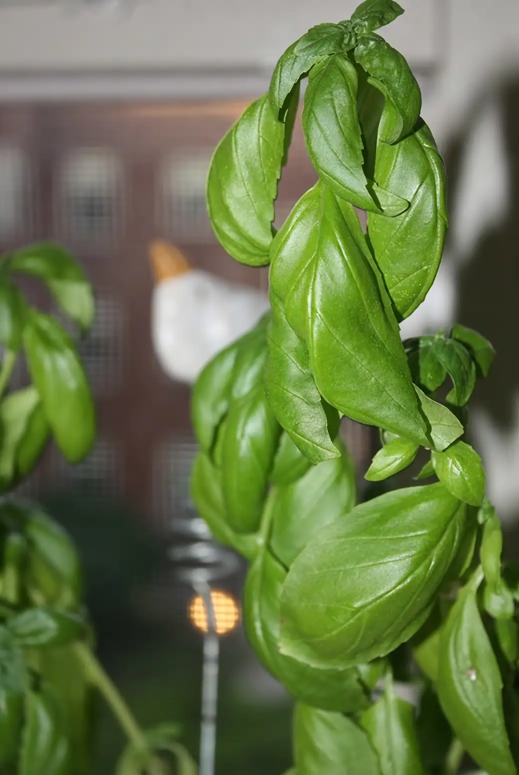 Propagation Masterclass: Growing Basil from Seeds and Cuttings