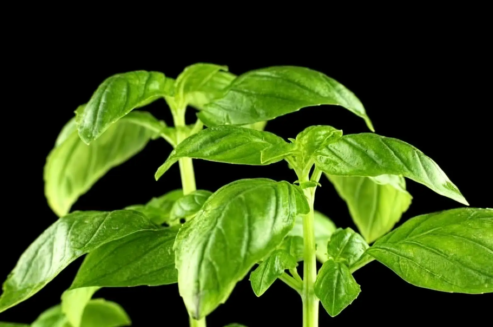 fresh basil leaves close-up