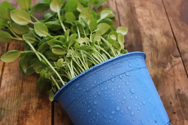 basil seedlings in pots