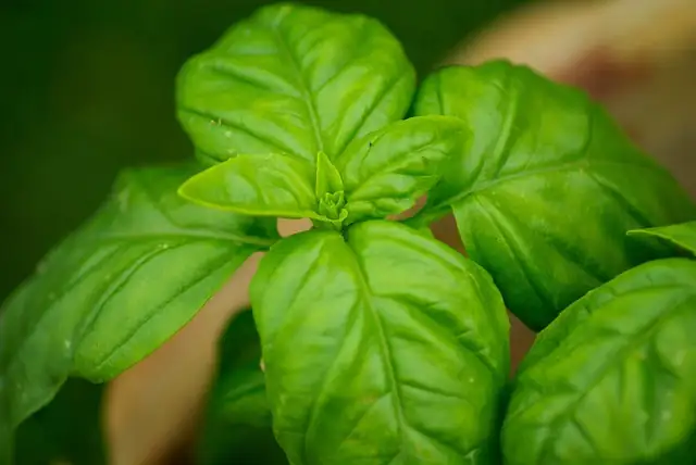 basil cuttings in water